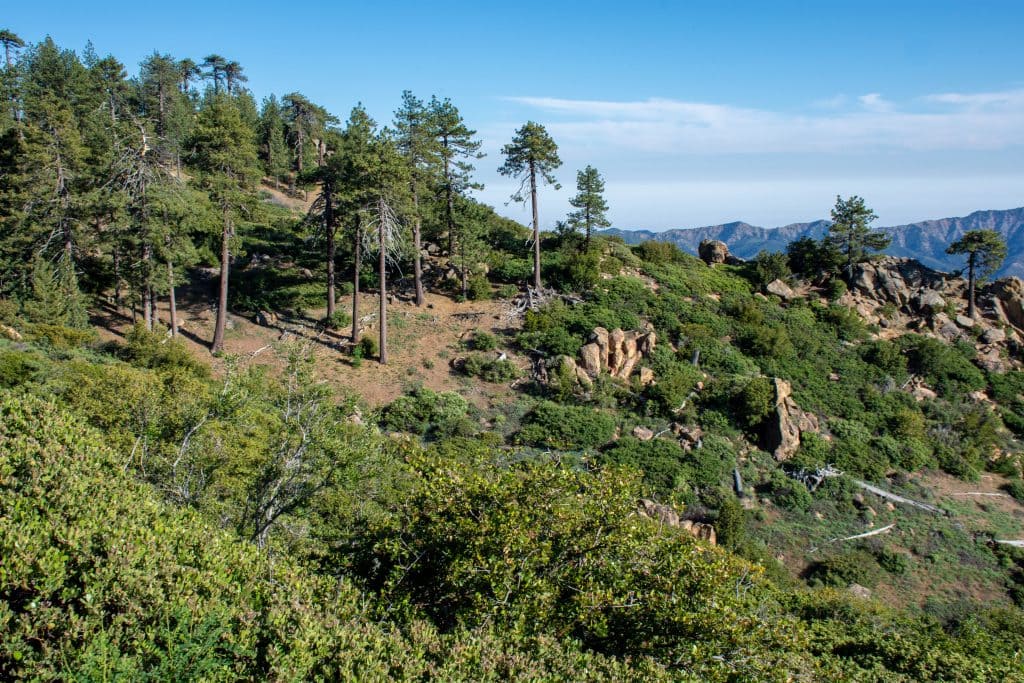 nosotrosmx|Hat Hill Forest: Discovering the diverse ecosystem of Hat Hill Forest.