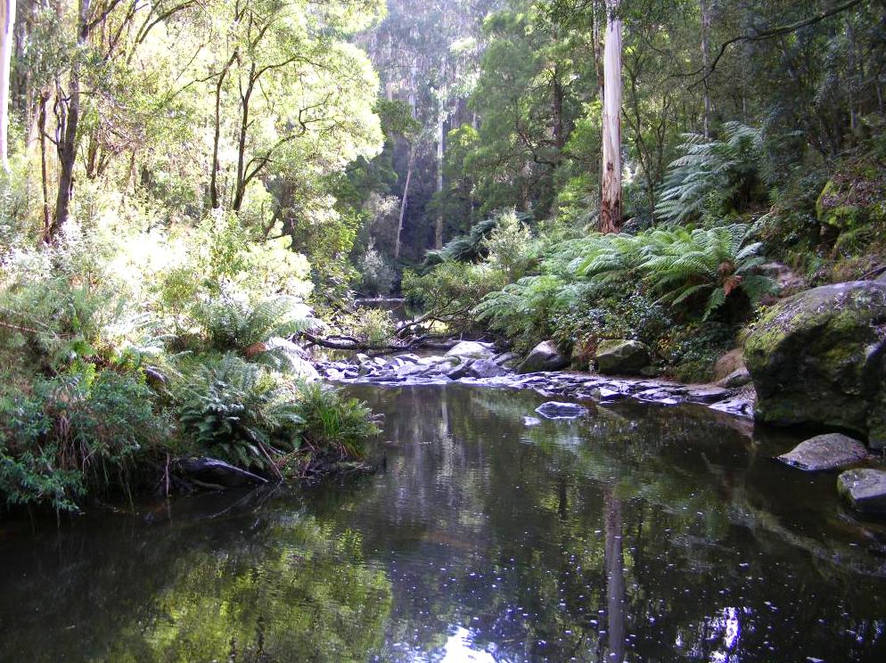 Gellibrand River: A Picturesque Fishing Location