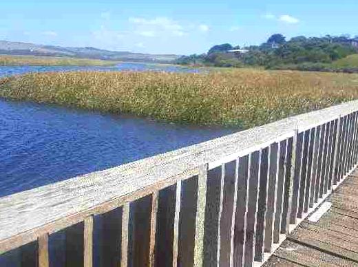Gellibrand River: Ideal Locale for Anglers and Nature Lovers