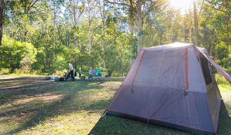 nosotrosmx | Euroka Clearing: Camping and wildlife spotting at Euroka Clearing.